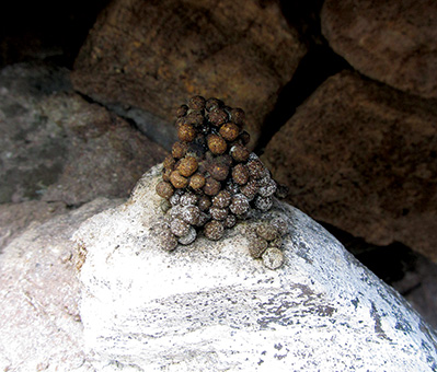Pika scat on a rock (Copyright Johanna Varner)