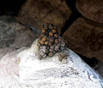 Pika scat on a rock (Copyright Johanna Varner) Pika scat on a rock (Copyright Johanna Varner)