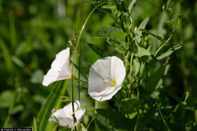 White-pink, trumpet-shaped flowers of field bindweed