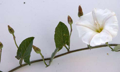 Arrowhead-shaped field bindweed leaves isolated against a white background