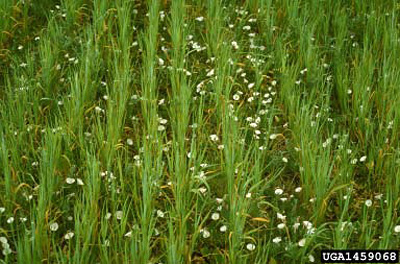 Field where the ground is becoming densely covered with field bindweed