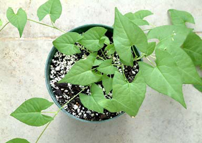 Pot of wild buckwheat, viewed from above