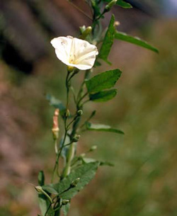 Stem of field bindweed, with leaves and flower, entwined around the stem of another plant