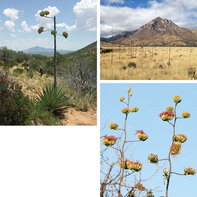 Composite of three photos: agave with flower stalk, agave stand, and agave with flower panicle