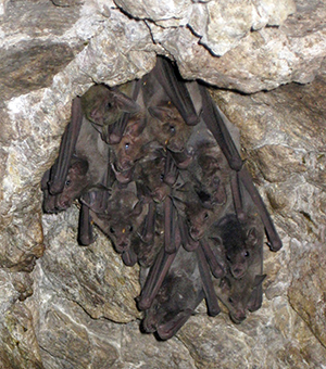 Lesser long-nosed bats roosting in an alcove of the State of Texas Mine lower adit in 2010