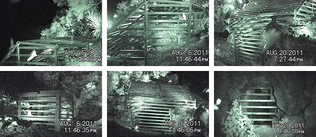 Bat emergence at mine openings as captured by video camera