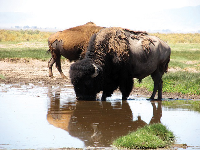 Bison drink from a well site in The Nature Conservancy's Zapata Ranch 
