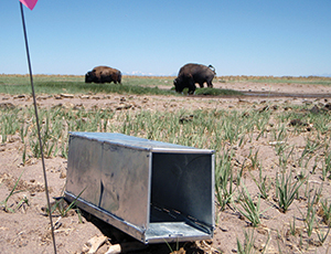 Photo of a small-mammal trap in the foreground and bison in the background
