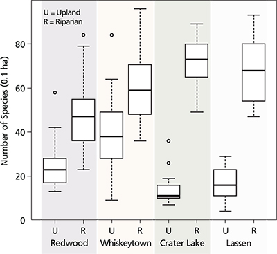 Graph of box plots that show mean species richness of upland (U) and riparian (R) plots Graph of box plots that show mean species richness of upland (U) and riparian (R) plots
