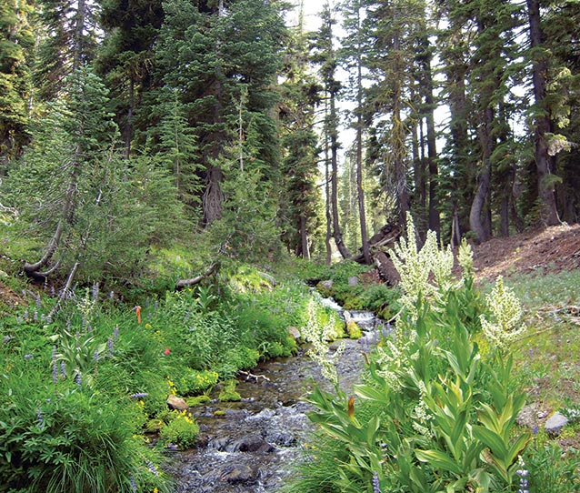 Stream and forest scene at Lassen Volcanic National Park Stream and forest scene at Lassen Volcanic National Park