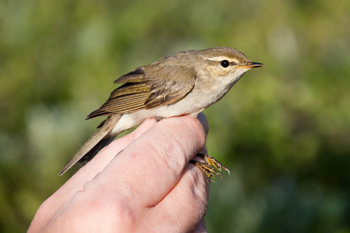 a small bird is held in a hand a small bird is held in a hand