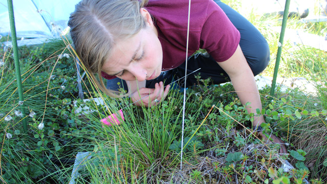 a researcher kneels down to examine a tundra plot
