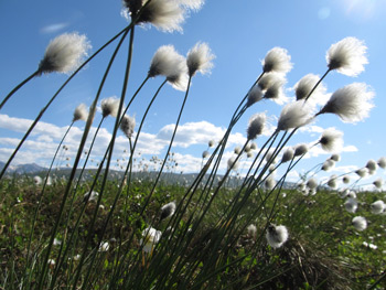 white fluffy flowers blow in the wind