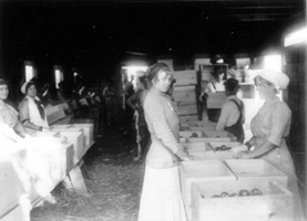 A black and white photo of working women packing apples
