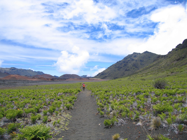 A person stands on a straight, sandy trail cleared through low vegetation in a flat crater basin.