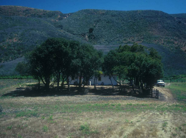 A cluster of tall, leafy trees surrounds the ranch house in an open landscape. A cluster of tall, leafy trees surrounds the ranch house in an open landscape.
