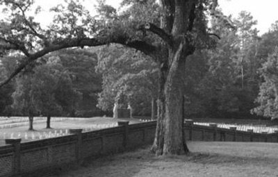 A mature tree arches over the brick wall that defines the edge of the cemetery. 