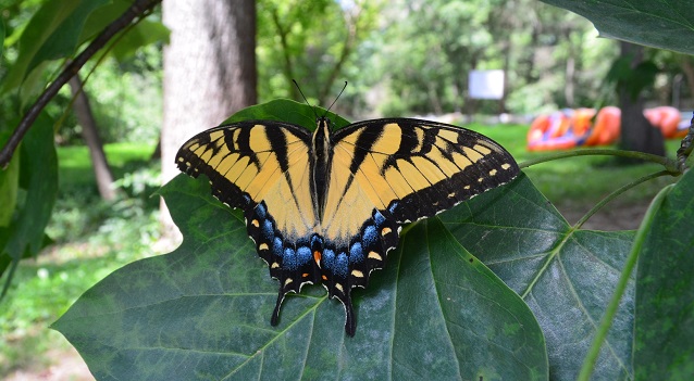 Eastern Tiger Swallowtail