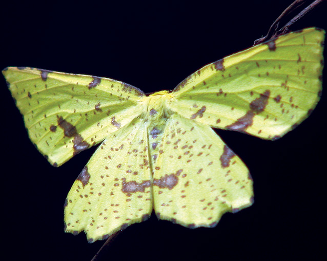 False crocus geometer moth, Congaree National Park
