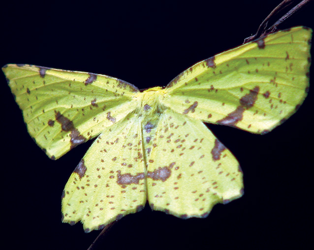 False crocus geometer moth, Congaree National Park False crocus geometer moth, Congaree National Park
