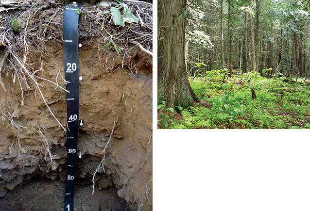 Photo pair showing profile of volcanic soil and resulting above-ground forest scene