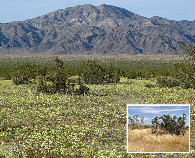 Annual plant species fill the interspace of creosotebushes at Joshua Tree National Park Annual plant species fill the interspace of creosotebushes at Joshua Tree National Park