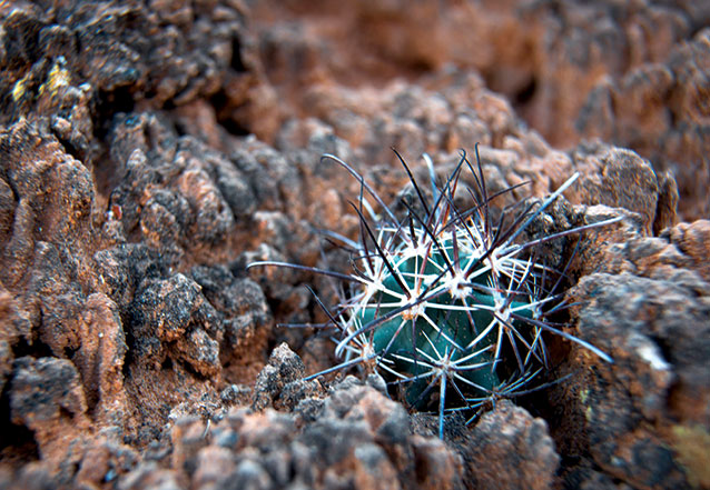 A cryptobiotic soil crust at Arches National Park is home to a young fish hook cactus A cryptobiotic soil crust at Arches National Park is home to a young fish hook cactus