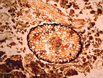 Microscopic photo of organic-rich soil at Congaree National Park Microscopic photo of organic-rich soil at Congaree National Park