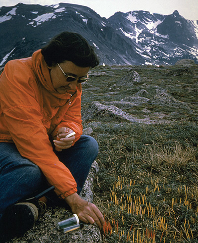 A researcher marks plants in 1961 in the alpine tundra of Rocky Mountain National Park