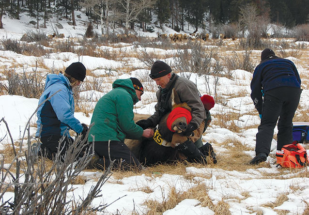 Scientists collect biological samples and attach a radio-collar on an anesthetized elk