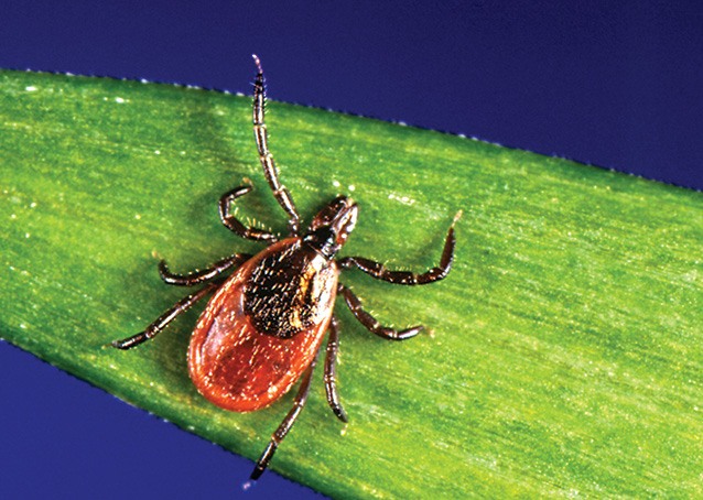 black-legged tick (Ixodes scapularis) black-legged tick (Ixodes scapularis)