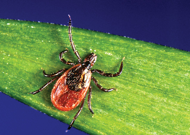 black-legged tick (Ixodes scapularis)