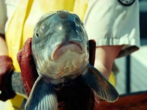 Photo close up of the face of a fish 