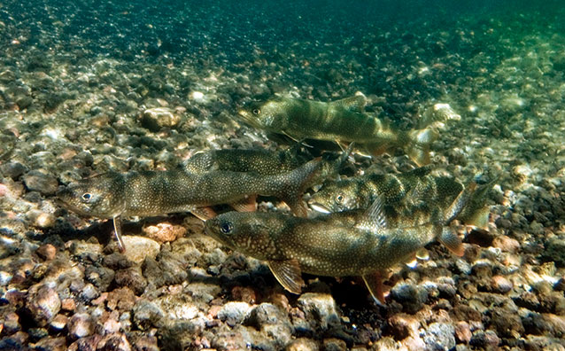 Lake trout swim in Yellowstone Lake Lake trout swim in Yellowstone Lake