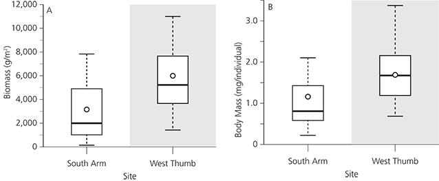 Graphs showing total biomass (left) and individual body mass (right) of Gammarus invertebrate Graphs showing total biomass (left) and individual body mass (right) of Gammarus invertebrate