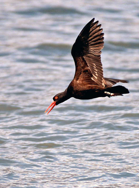 a black bird with red bill flying over the ocean a black bird with red bill flying over the ocean