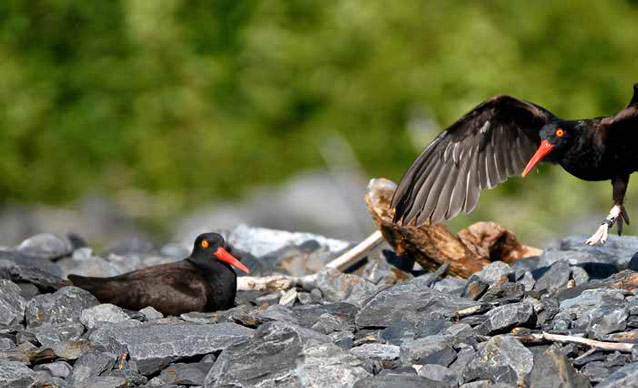 two black birds with red beaks sitting on rocks