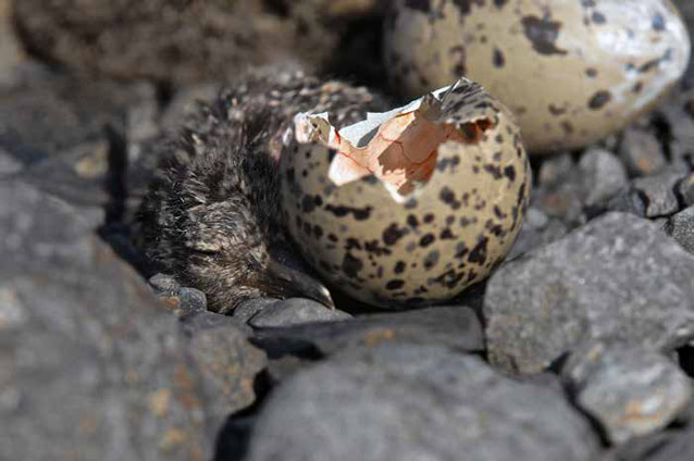a broken egg and baby bird on a rocky beach