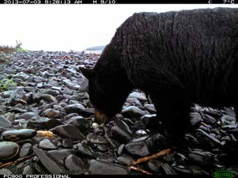 a black bear eating eggs on a rocky beach a black bear eating eggs on a rocky beach