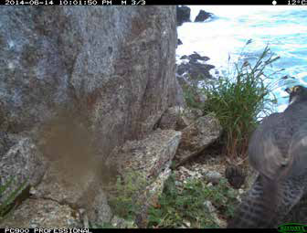 a falcon perched over oystercatcher chicks 