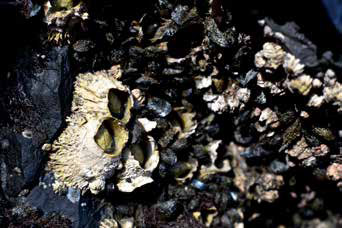 mussels and barnacles on rocks mussels and barnacles on rocks