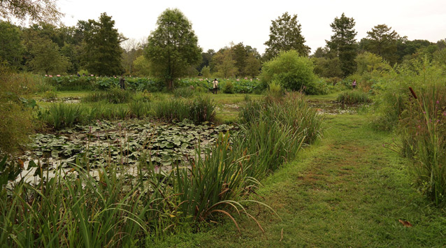 A grassy path provides a walkway through tall water plants and ponds. (2015)
