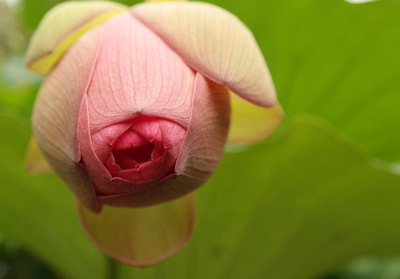 The pink petals of a lotus flower are about to open.