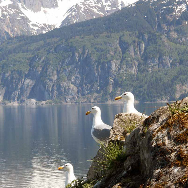 three white gulls sitting on rocks overlooking a bay