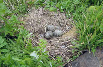 three eggs in a nest on the ground