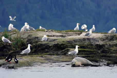 Numerous gulls on a rocky beach near a hauled-out seal