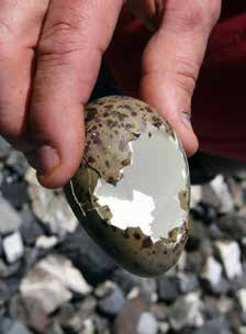 closeup of a person holding an egg with a giant hole in its side