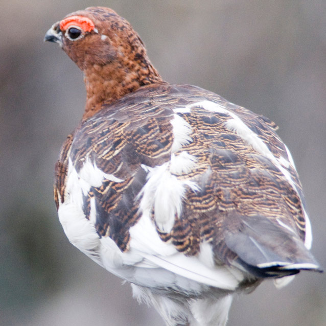 a mottled brown and white bird