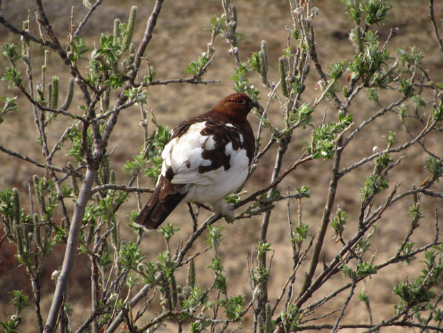 a white and brown bird in a willow bush a white and brown bird in a willow bush