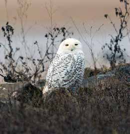 a white colored owl 